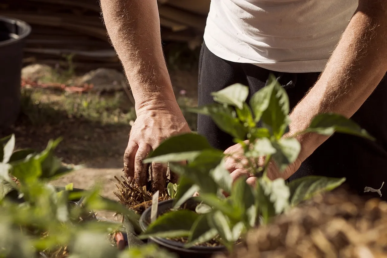 Agrofloresta e Agroecologia: Soluções Sustentáveis para Alcançar os ODS